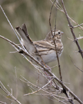 Vesper Sparrow 4578